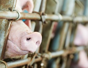 Обзор новостей и событий мясопереработки и животноводства за 4-ю неделю (22 – 27 января 2018 г.)