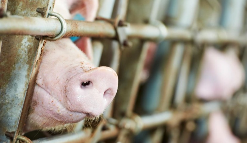 Обзор новостей и событий мясопереработки и животноводства за 4-ю неделю (22 – 27 января 2018 г.)