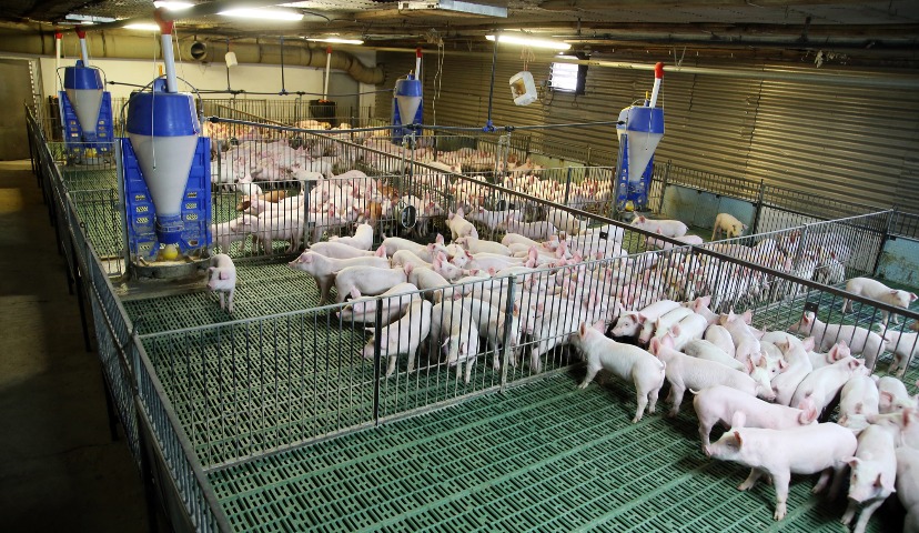 Обзор новостей и событий мясопереработки и животноводства за 5-ю неделю (29 января – 3 февраля 2018 г.)