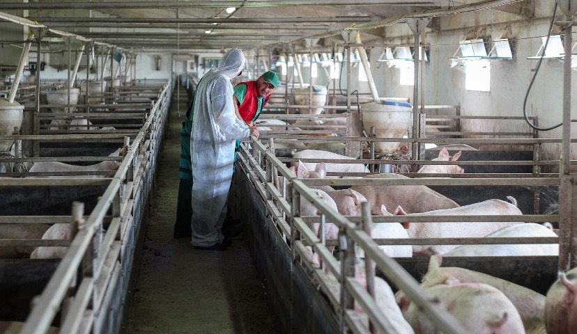 Обзор новостей и событий мясопереработки и животноводства за 12–ю неделю (19 – 24 марта 2018 г.)