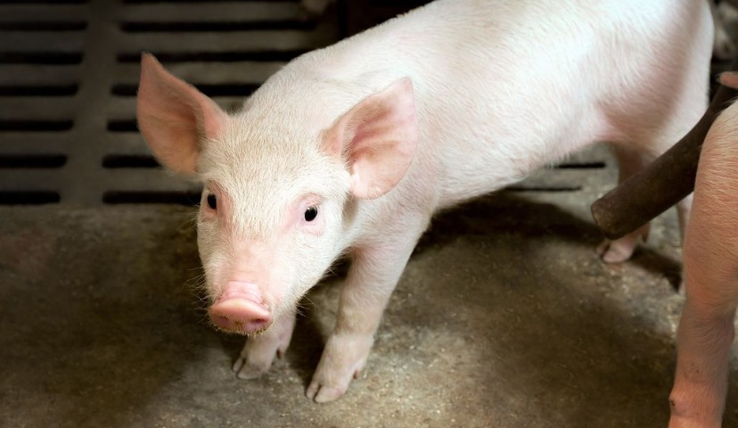 АЧС: предпоследнее предупреждение