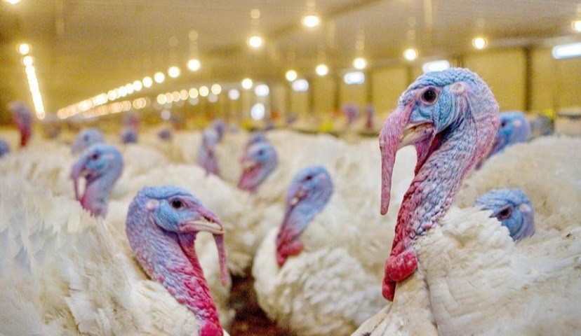 Обзор новостей и событий мясопереработки и животноводства за 36-ю неделю (3 – 7 сентября 2018 г.)