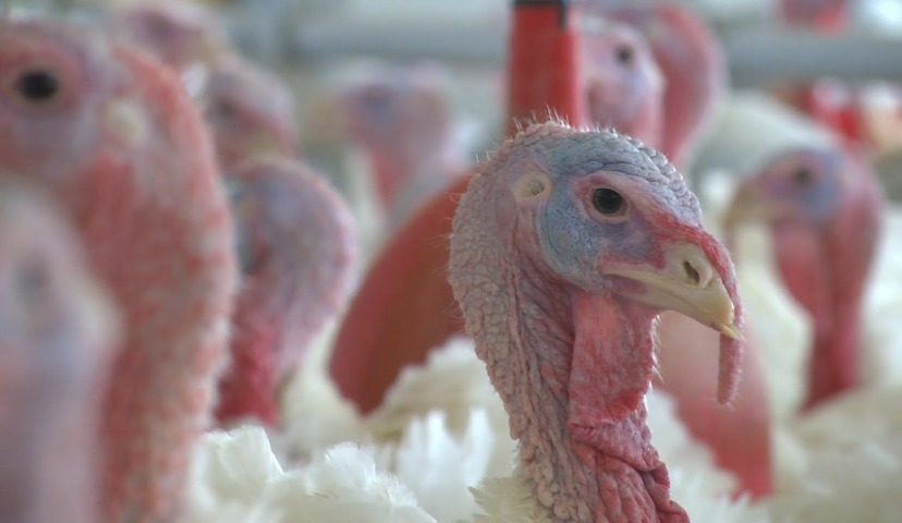 Обзор новостей и событий мясопереработки и животноводства за 44-ю неделю (29 октября – 2 ноября 2018 г.)