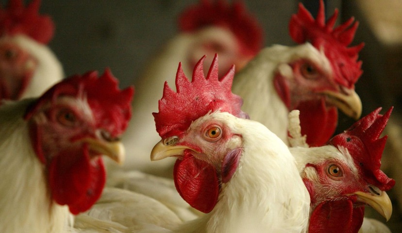 Обзор новостей и событий мясопереработки и животноводства за 45-ю неделю (5 – 9 ноября 2018 г.)