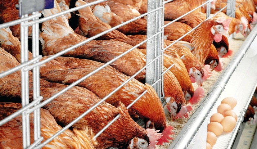 Обзор новостей и событий мясопереработки и животноводства за 46-ю неделю (12 – 16 ноября 2018 г.)