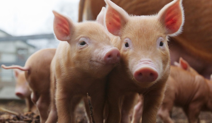 Мясопереработка. Итоги года-2018