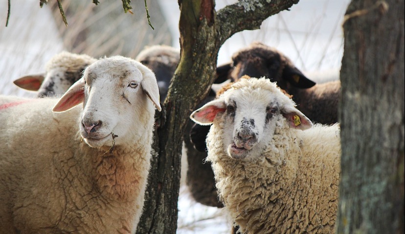 Обзор новостей и событий мясопереработки и животноводства за 48-ю неделю (26 – 30 ноября 2018 г.)