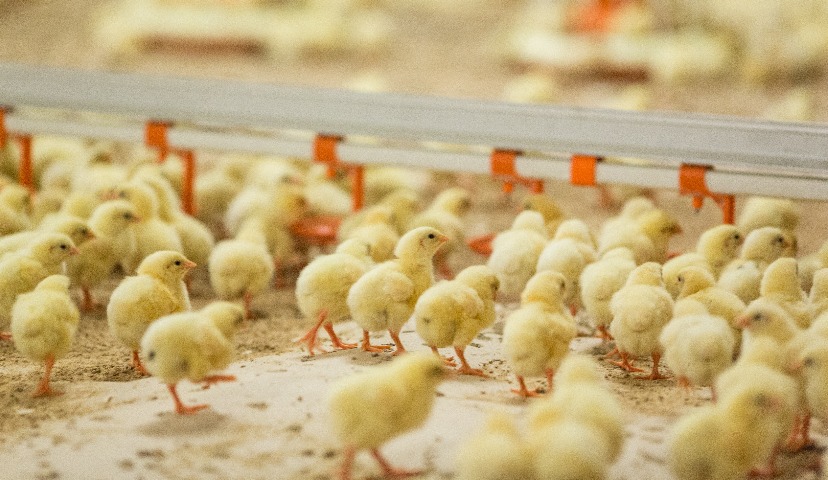 Обзор новостей и событий мясопереработки и животноводства за 49-ю неделю (3 – 7 декабря 2018 г.)