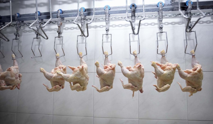 Обзор новостей и событий мясопереработки и животноводства за 4-ю неделю (21 – 25 января 2019 г.)