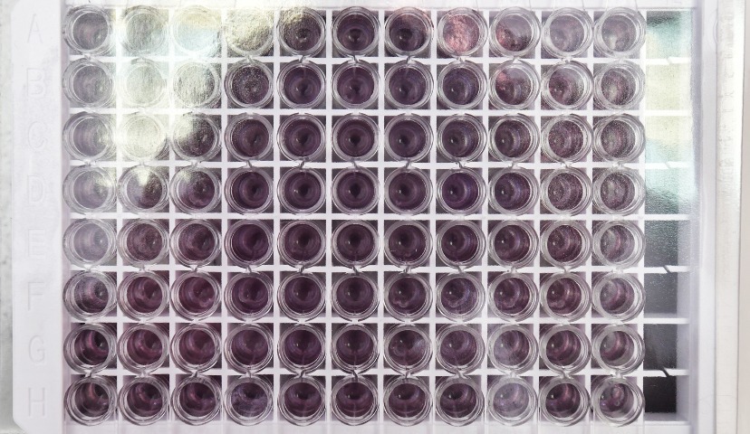 Российская методика определения микробной трансглутаминазы (мТГ) в продуктах питания прошла аттестацию