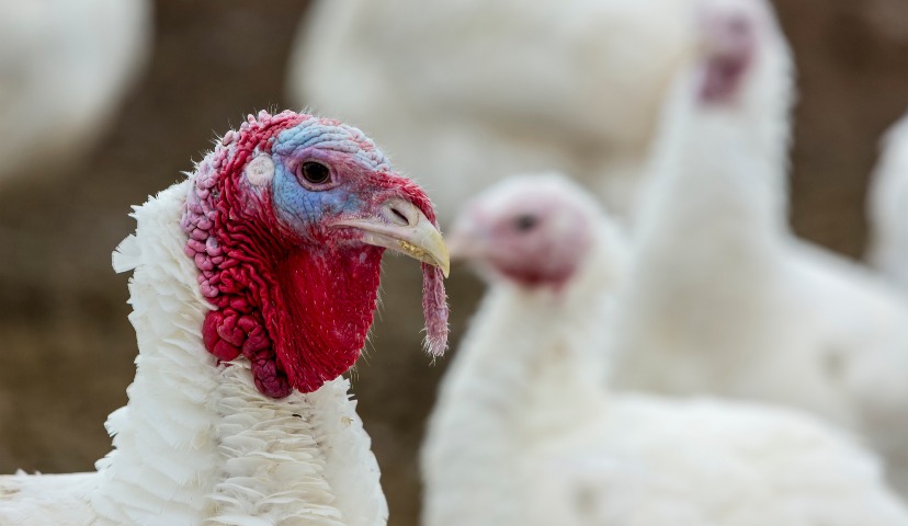 Рынок индейки в РФ: ключевые тенденции