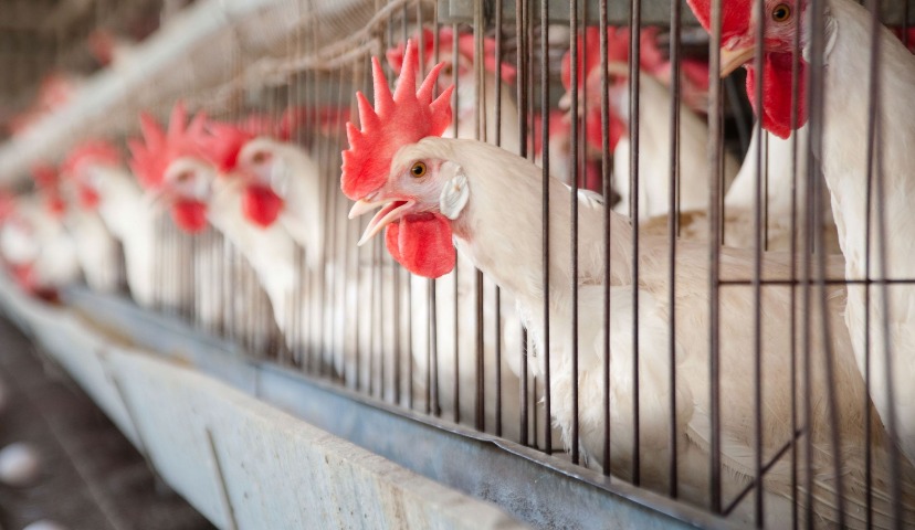 Обзор новостей и событий мясопереработки и животноводства за 9-ю неделю (25 февраля – 1 марта 2019 г.)