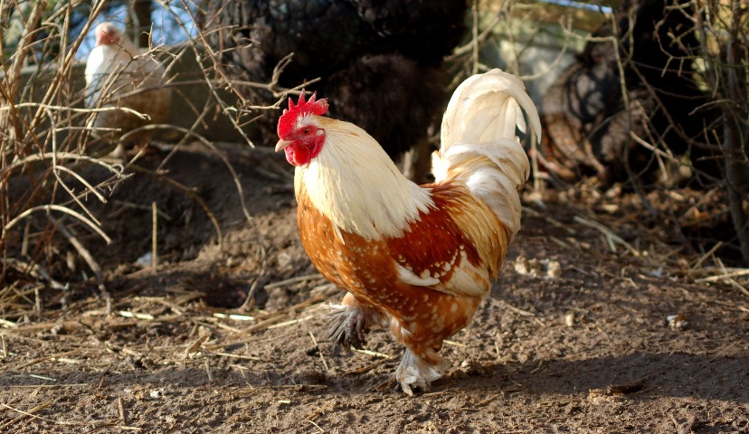 Органическое сельское хозяйство: что в приоритете?