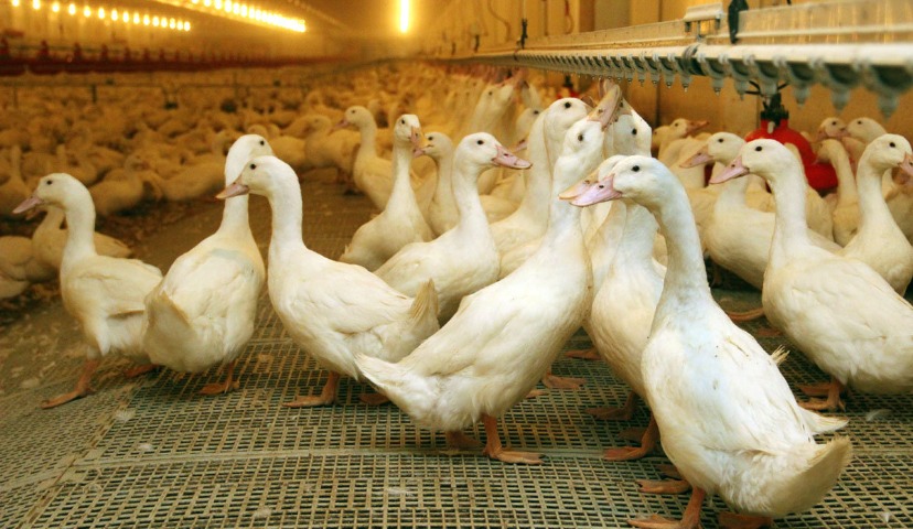 Обзор новостей и событий мясопереработки и животноводства за 15-ю неделю (8 – 12 апреля 2019 г.)