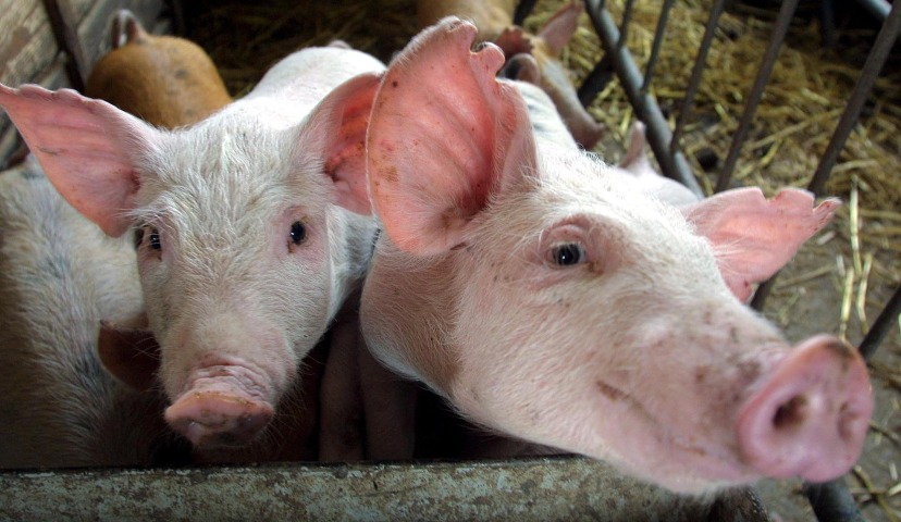 Обзор новостей и событий мясопереработки и животноводства за 16-ю неделю (15 – 19 апреля 2019 г.)