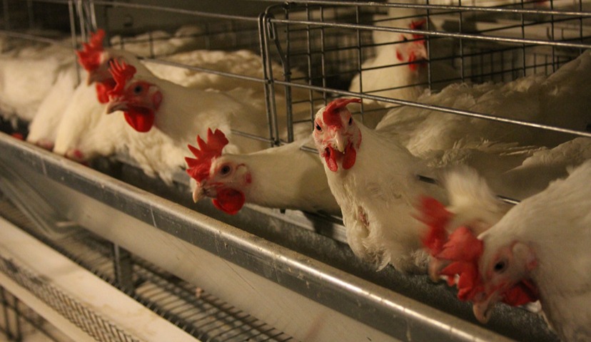 Обзор новостей и событий мясопереработки и животноводства за 20-ю неделю (13 – 17 мая 2019 г.)