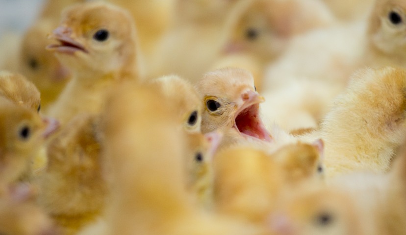 Обзор новостей и событий мясопереработки и животноводства за 29-ю неделю (15 – 19 июля 2019 г.)