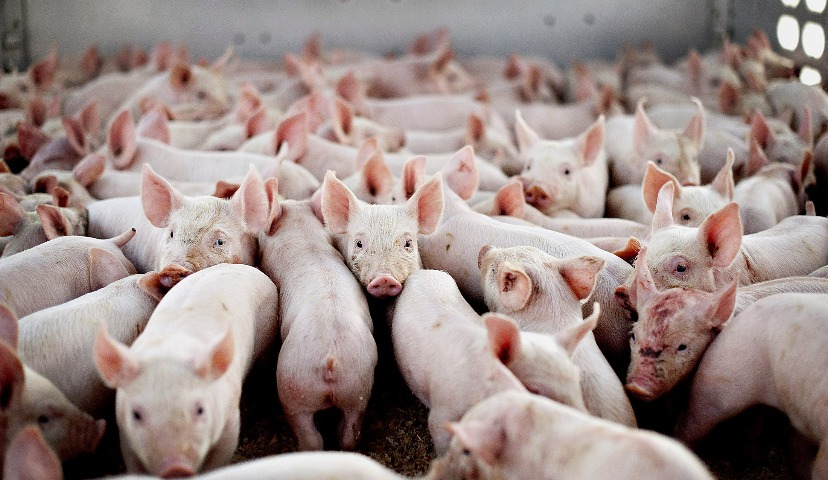 Обзор новостей и событий мясопереработки и животноводства за 34-ю неделю (19 – 23 августа 2019 г.)