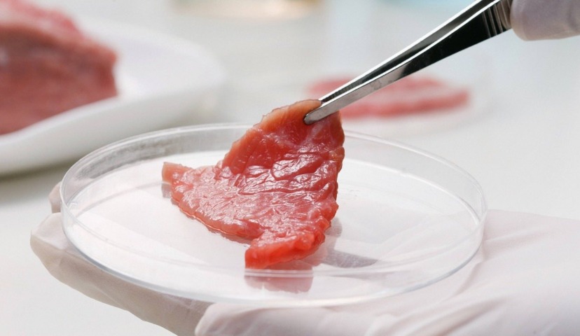 Обзор новостей и событий мясопереработки и животноводства за 37-ю неделю (9 – 13 сентября 2019 г.)