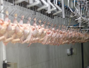 Некоторые особенности производства продукции из мяса птицы