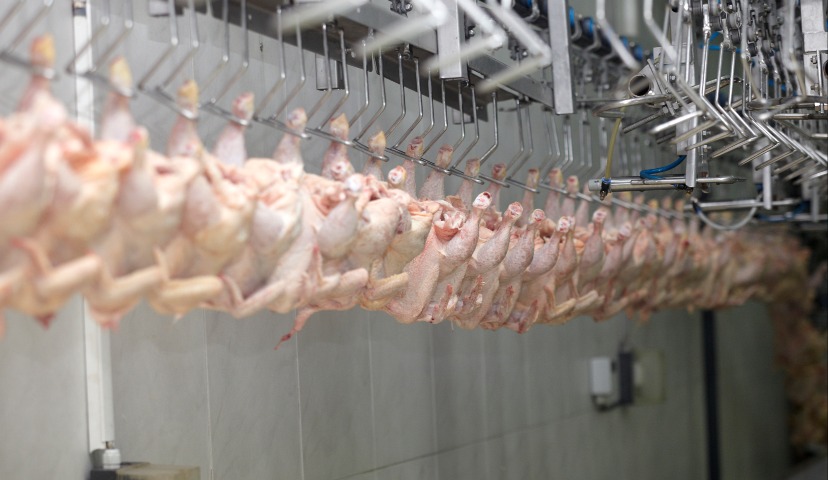 Некоторые особенности производства продукции из мяса птицы