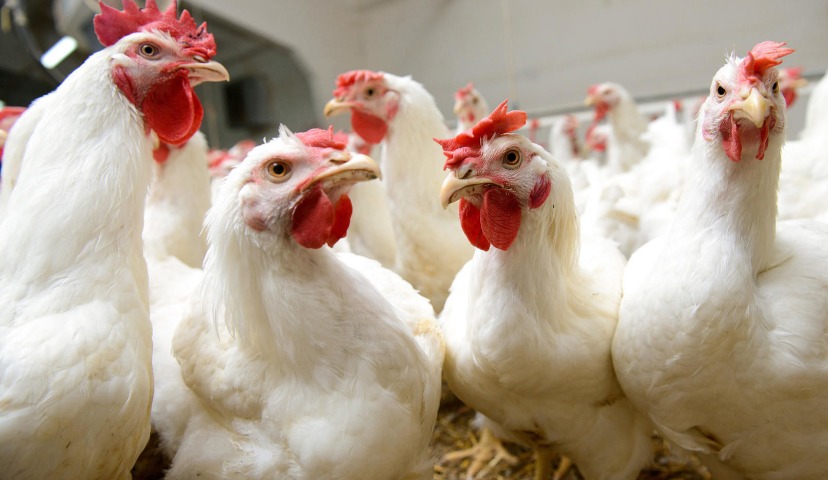 Обзор новостей и событий мясопереработки и животноводства за 44-ю неделю (28 октября – 1 ноября 2019 г.)