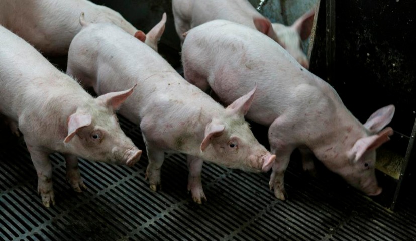 Обзор новостей и событий мясопереработки и животноводства за 50-ю неделю (9 – 13 декабря 2019 г.)