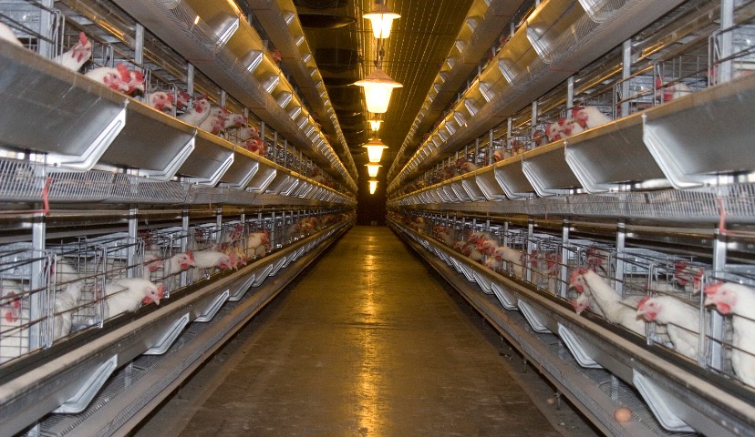 Обзор новостей и событий мясопереработки и животноводства за 51-ю неделю (16 – 20 декабря 2019 г.)