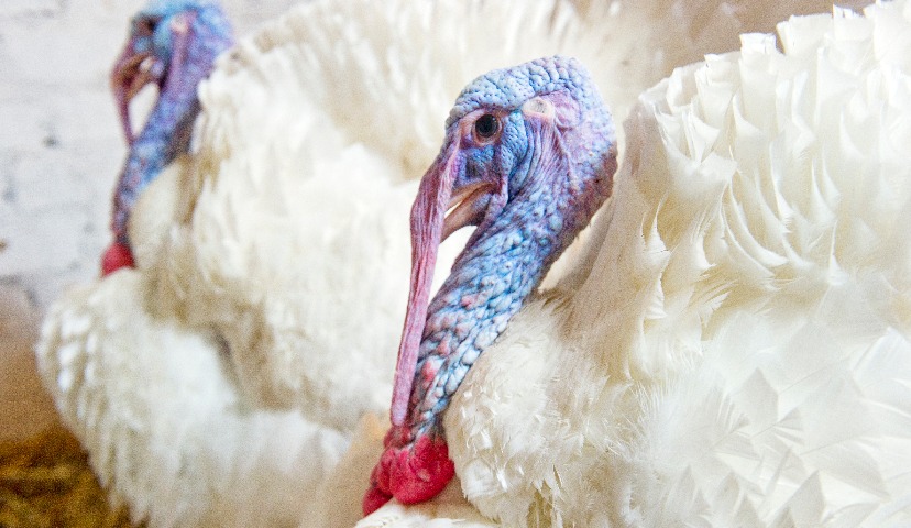 Производство индейки в России в 2019 году и рейтинг компаний