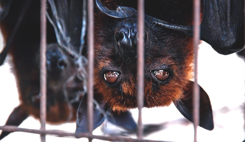 Летучие мыши: есть или не есть?