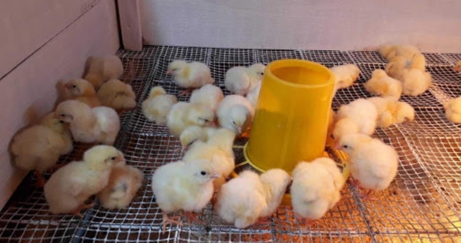Цыплята из Германии адаптируются к климату Сибири на птицефабрике  «Снежинская» - Мясной эксперт