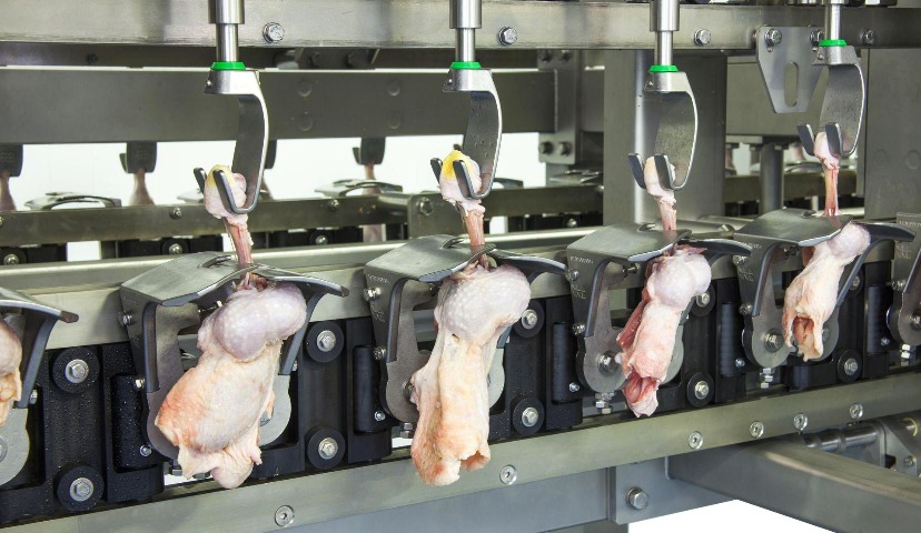 Устрицы из птицы, или скребковый способ обвалки красного мяса бройлеров