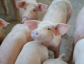 Выход на новый уровень продуктивности животных и качества мяса свиней с ЕЛАЙФ