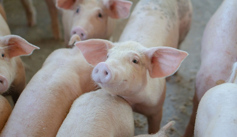 Выход на новый уровень продуктивности животных и качества мяса свиней с ЕЛАЙФ