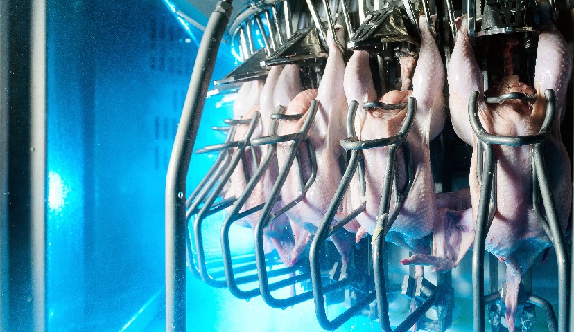 Птицефабрика будущего. Индустрия 4.0