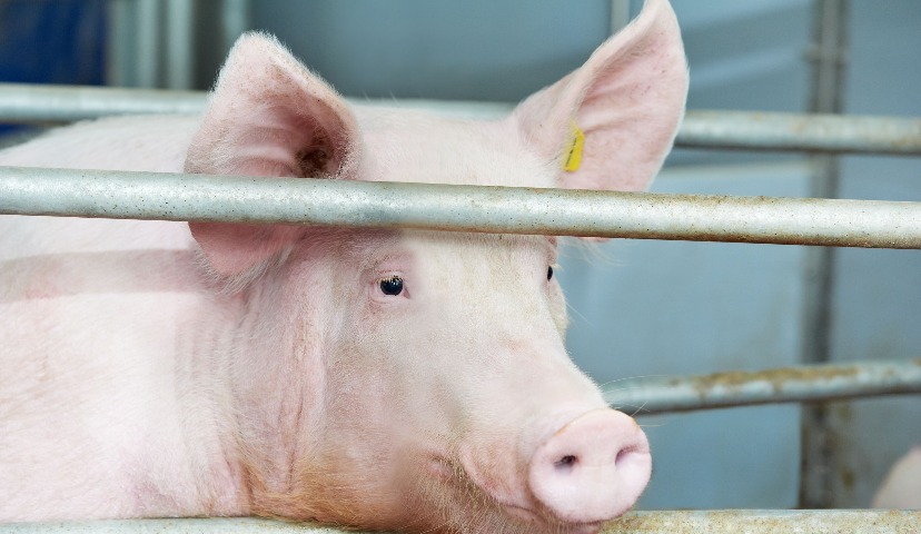 Свиноводство – 2021. Постпандемийные факторы и драйверы рынка