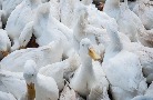 Группа компаний «Дамате» увеличила производство утки в 35 раз