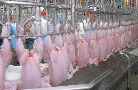 USDA: в 2022 году объем мирового экспорта куриного мяса превысит 13 млн тонн