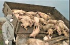 В агрохолдинге «Шувалово» уничтожено 6000 свиней