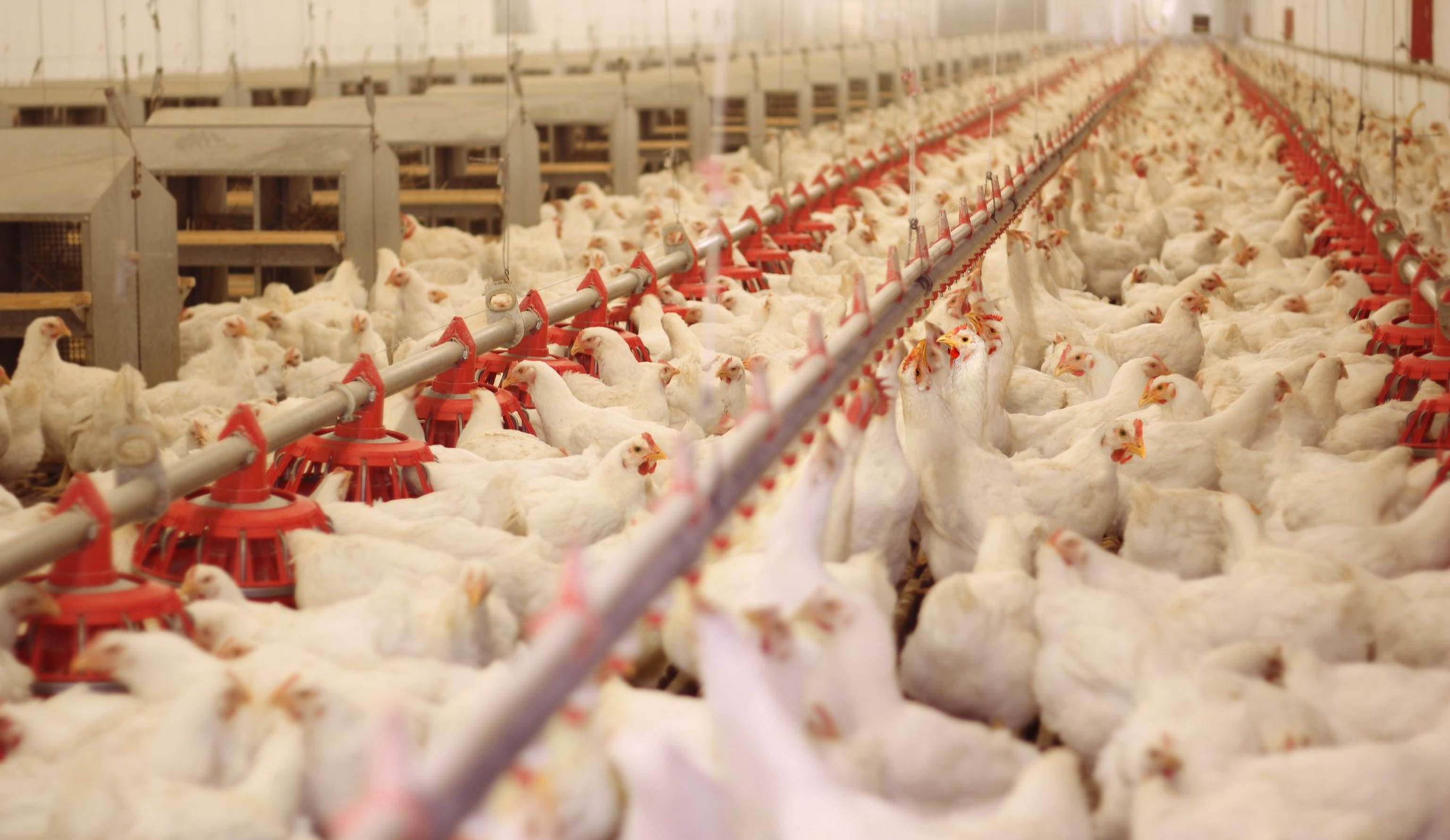 Производство курятины: проблемы 2022 года и прогноз на 2023-й