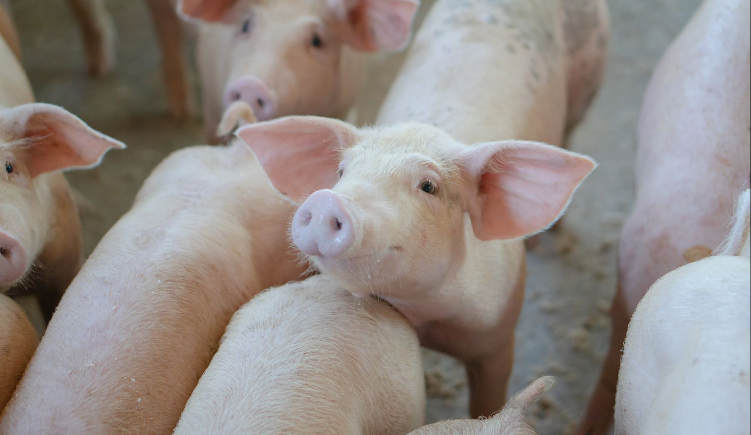 Свиноводство: адаптация к новым реалиям