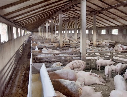 Закон о побочных продуктах животноводства. Разбираемся в нюансах