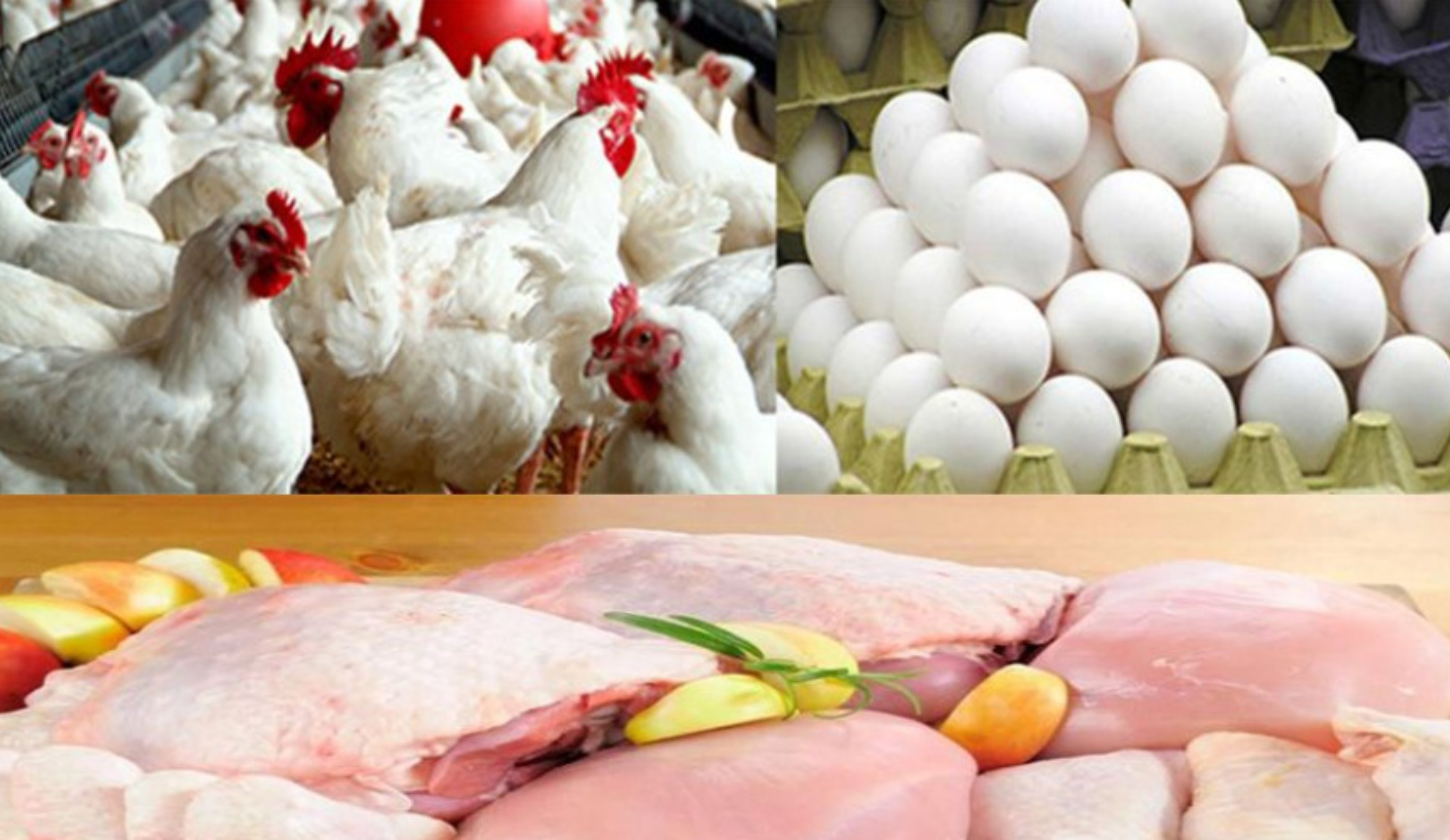 Обзор новостей и событий мясопереработки и животноводства за 50-ю неделю (11–17 декабря 2023 г.)