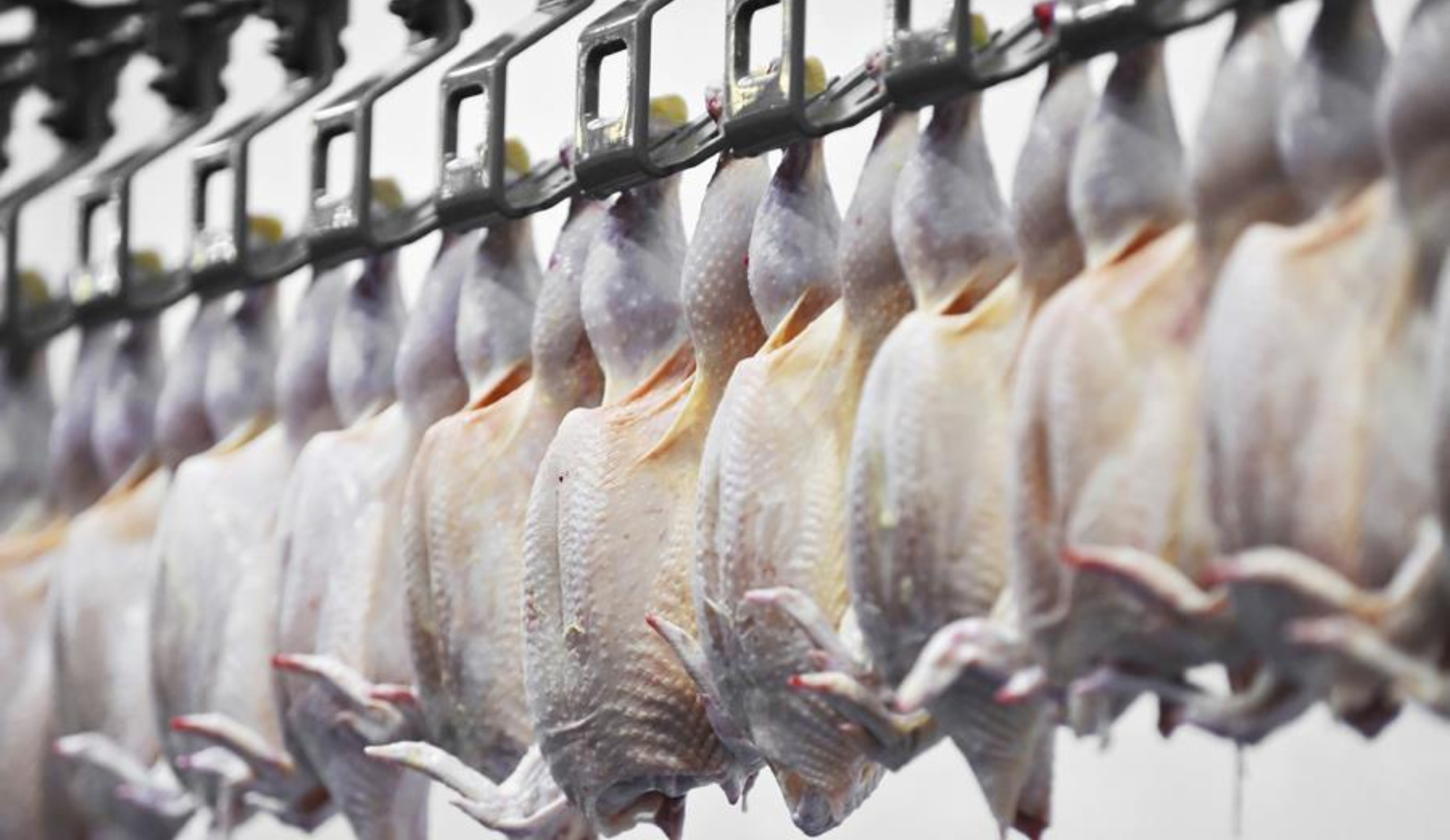 Обзор новостей и событий мясопереработки и животноводства за 51-ю неделю (18–24 декабря 2023 г.)