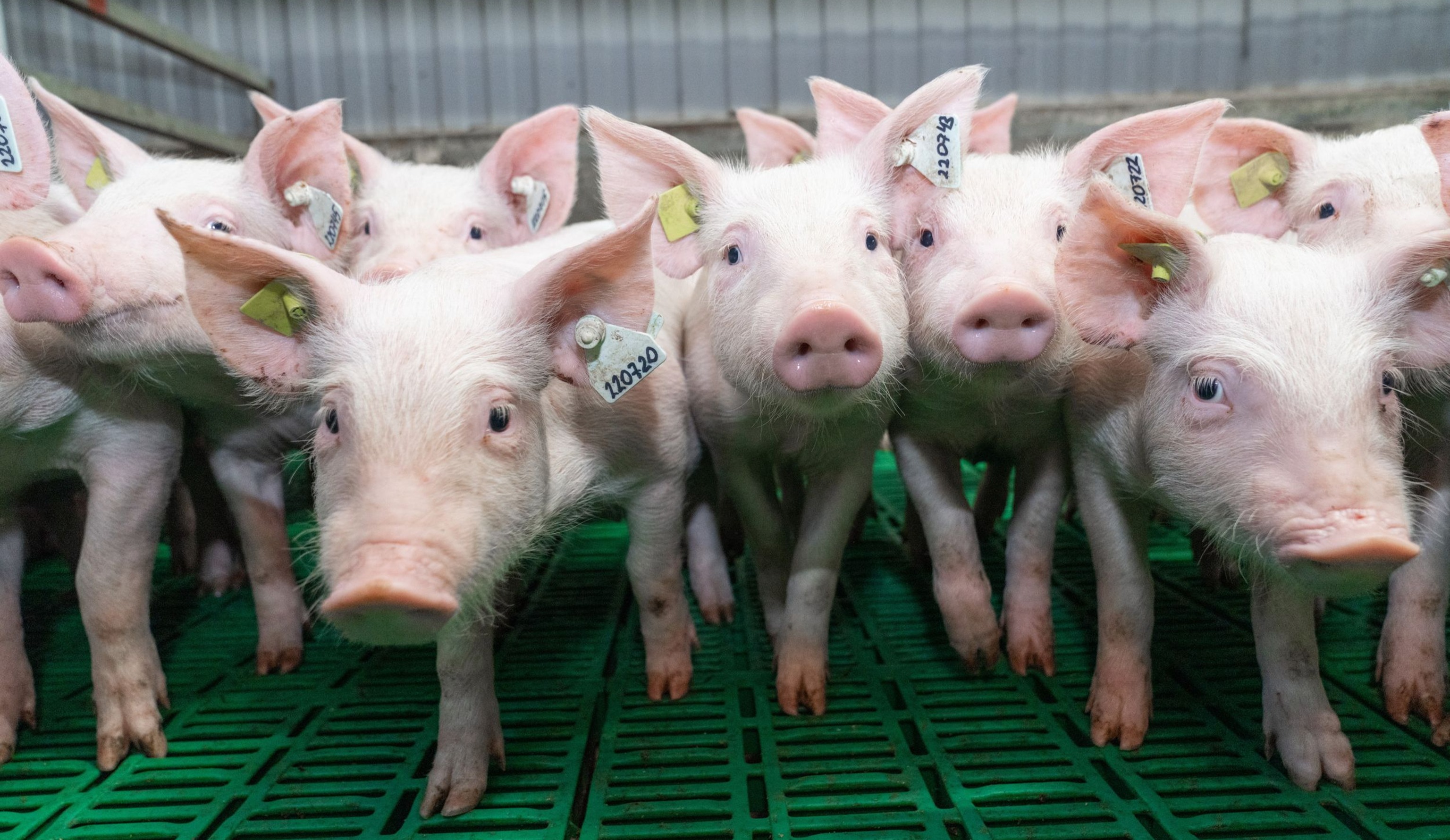 Применение решений с ИИ: опыт «Сибагро»