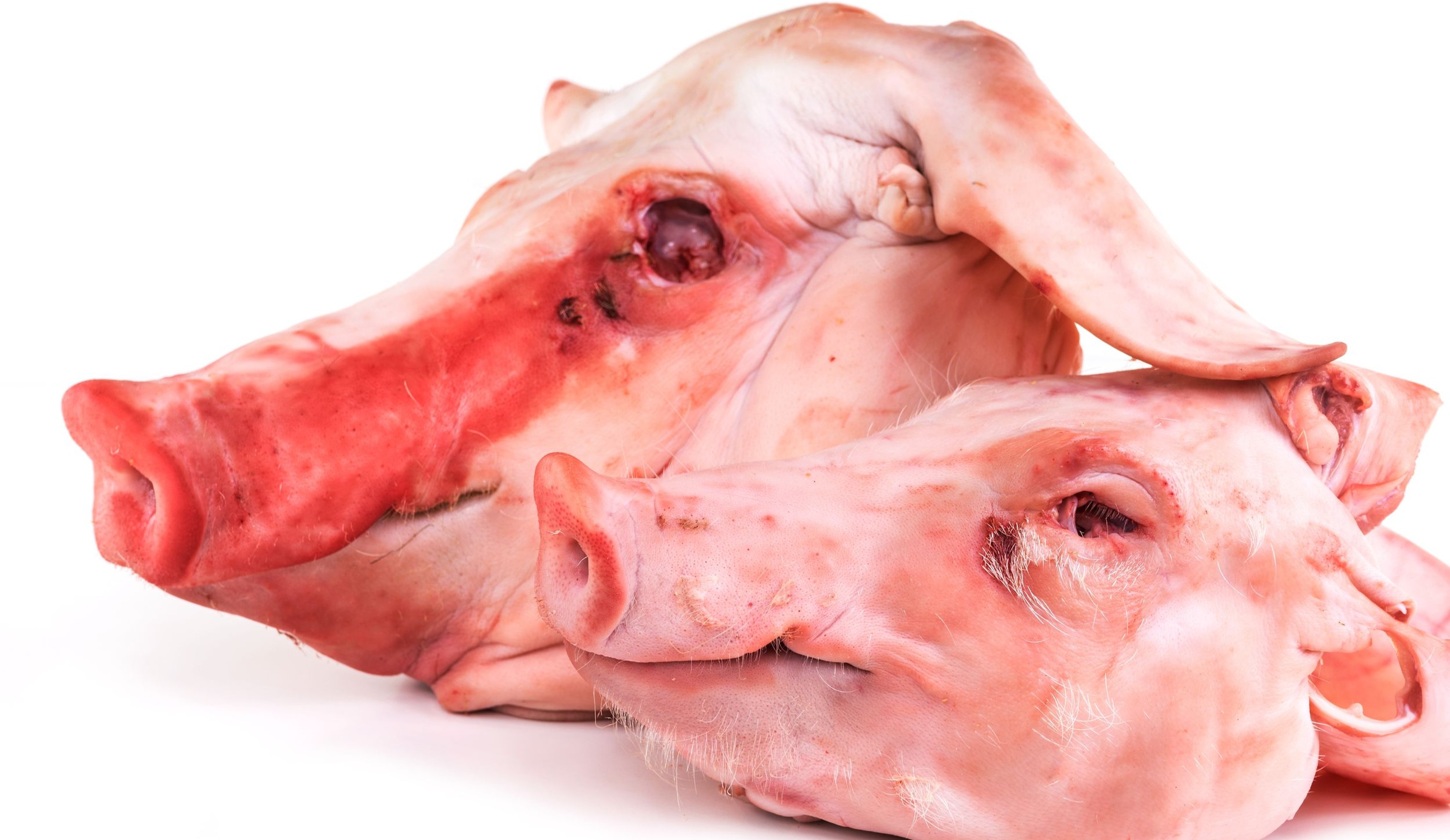 Как русские варили головы свиные, или история одного проекта со счастливым концом