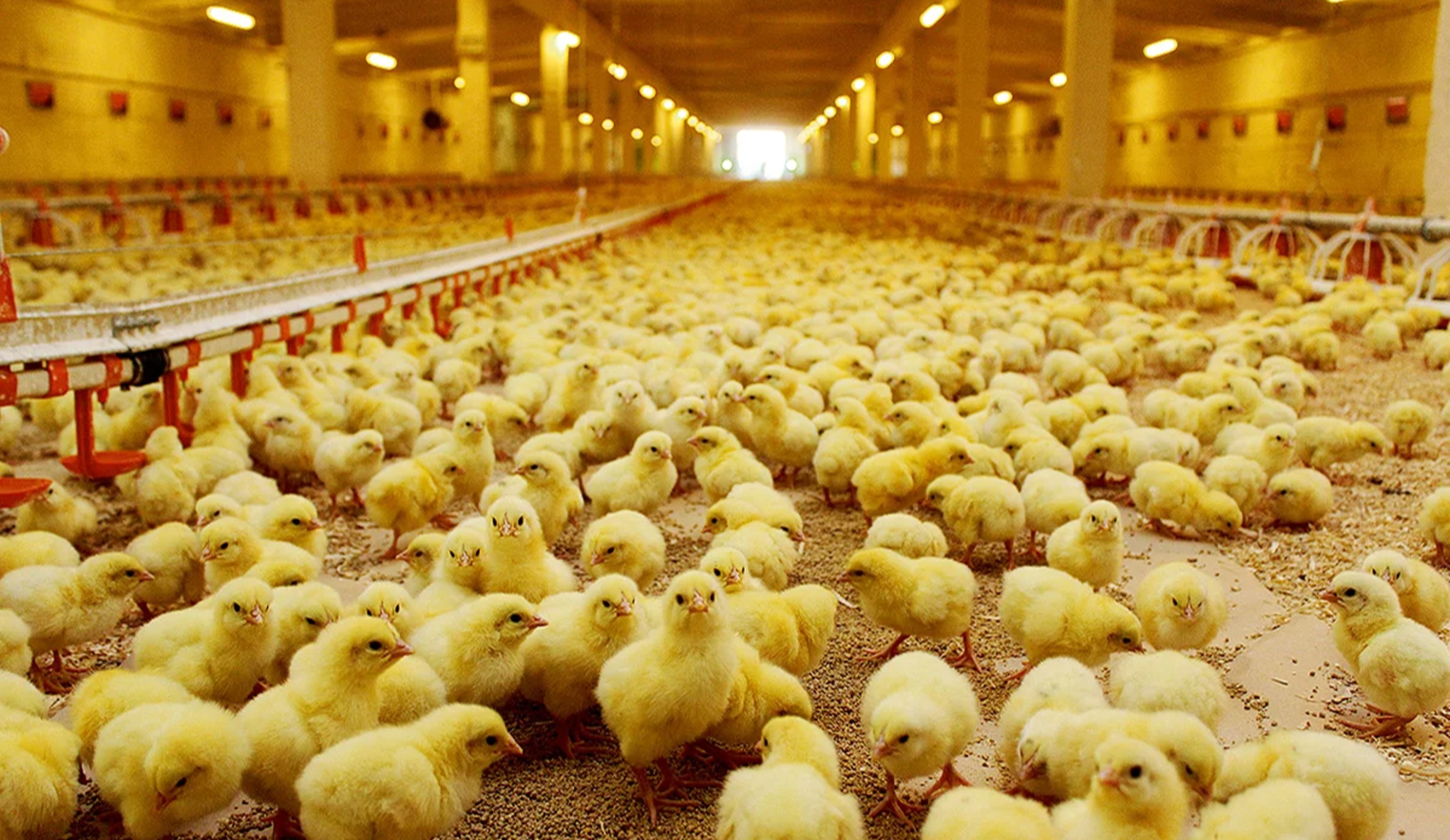 Кейс от «Кузбасского бройлера»