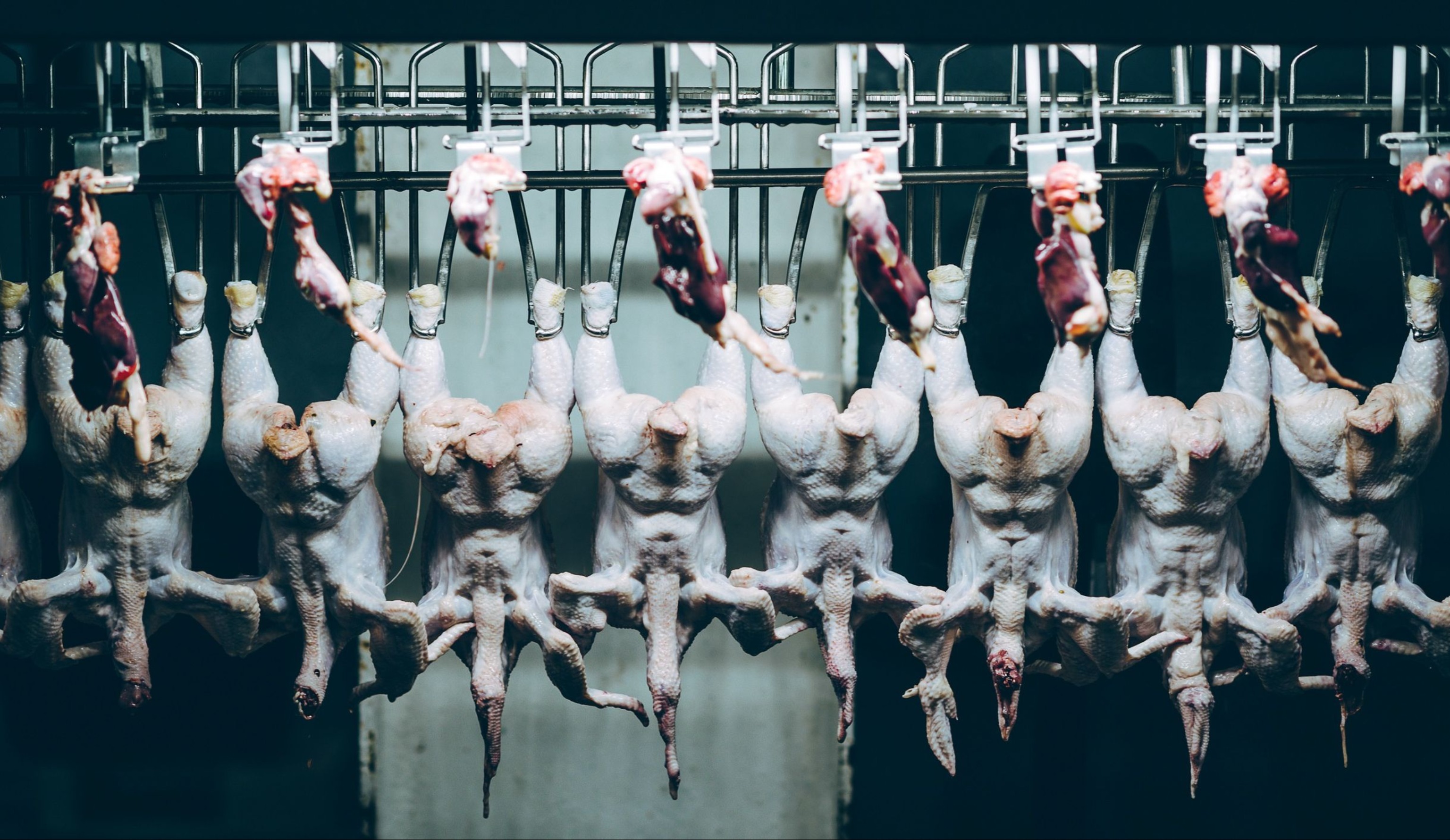 Убой и первичная переработка птицы. Рынок на этапе перестройки