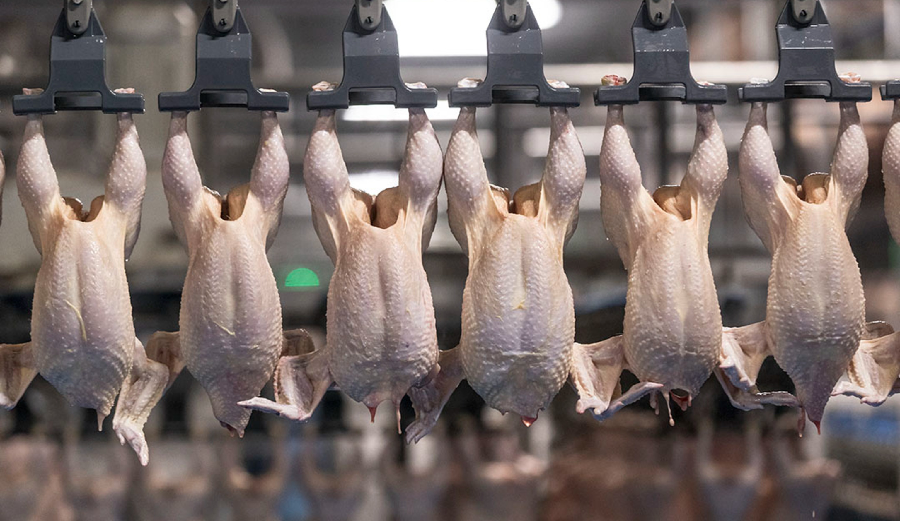 Обзор новостей и событий мясопереработки и животноводства за 51-ю неделю (16–22 декабря 2024 г.)