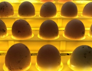 «Агрокомплекс» запустил  племенной репродуктор на ППФ «Кореновская»